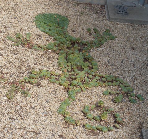 Photograph of plants growing in the shape of a gecko