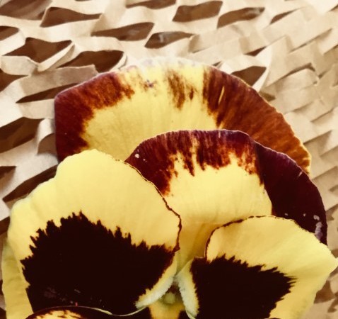 Photograph of a yellow pansy with a black centre, sitting on brown paper