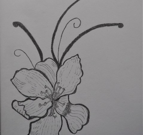 Black and white drawing of a flower