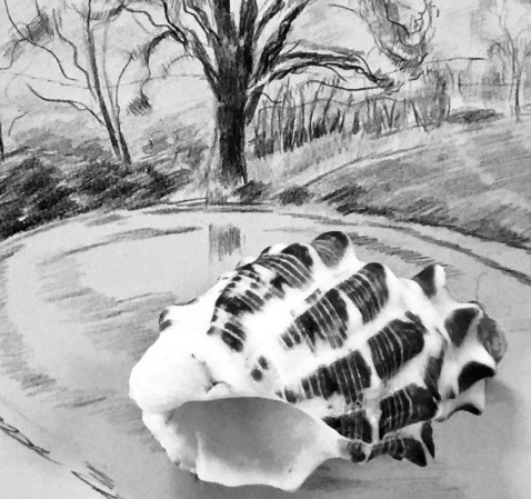 Photograph of a shell, with a background sketch of a road and trees in black and white