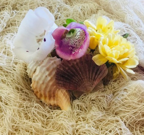 Photograph of a shell and four flowers